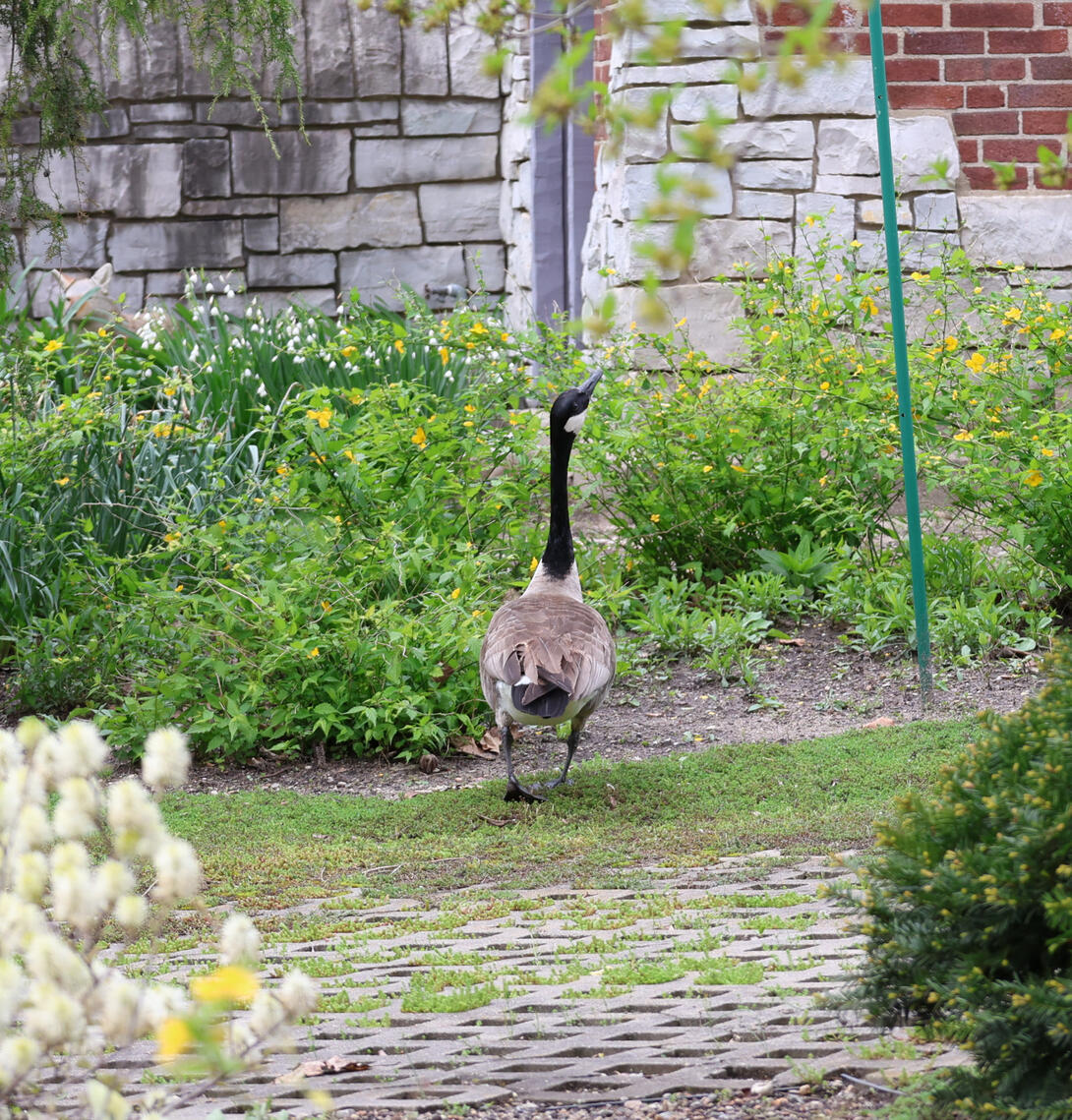 Following a Goose