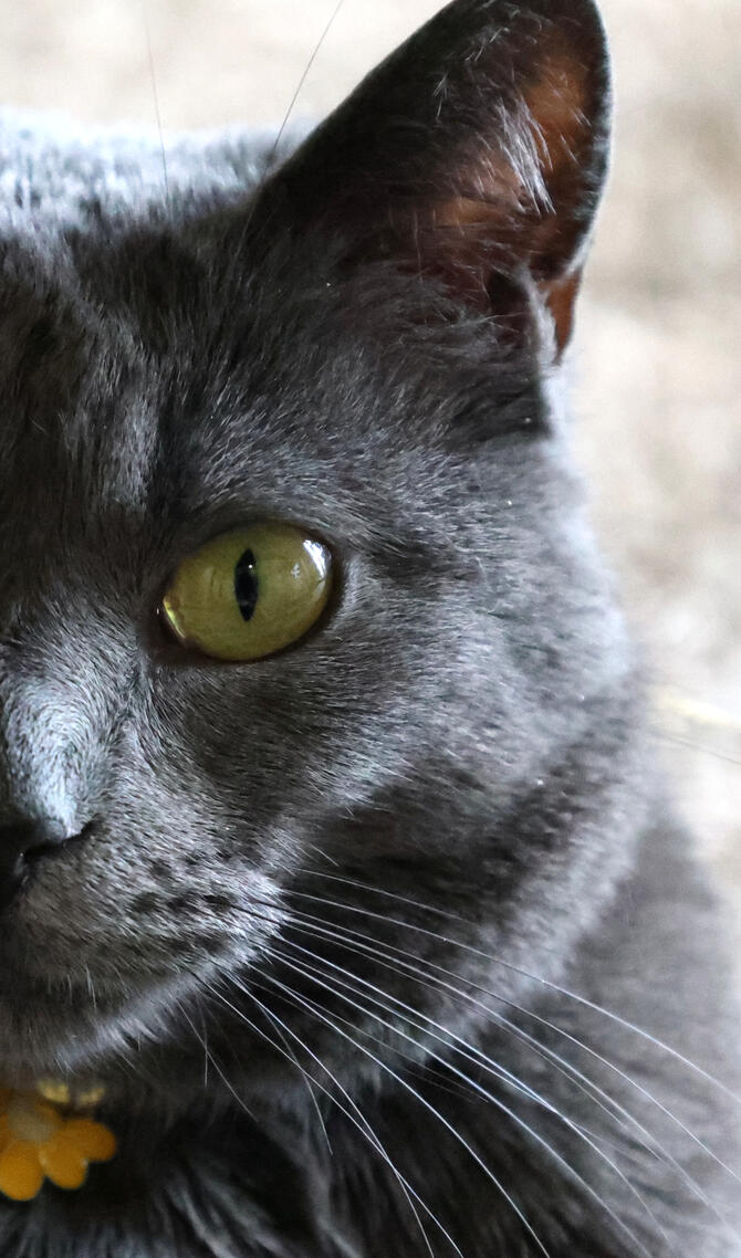 Eye of the Tiger